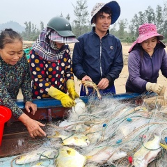 Ngư dân vui như hội vì trúng đậm cá chim vàng